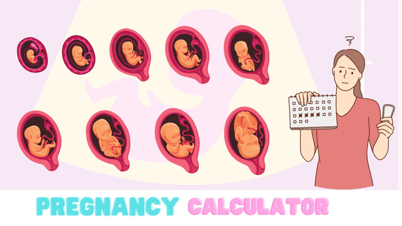 Pregnancy Calculator showing fetal development stages from conception to full term with gestational timeline